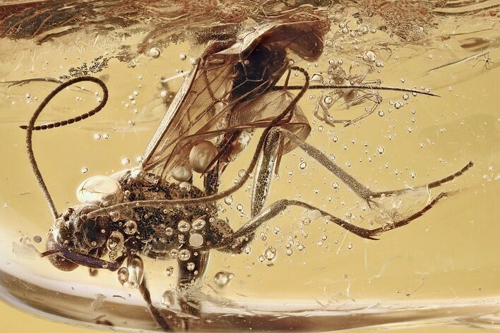 Detailed Fossil Ichneumon Wasp & Spider In Baltic Amber #335565